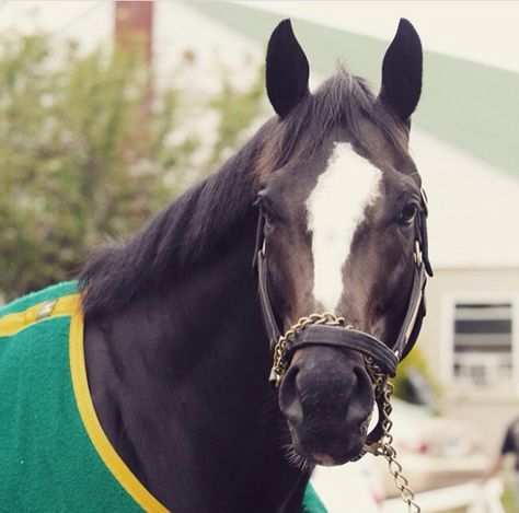 Honor Code Honor Code, Horse Thoroughbred, Chestnut Thoroughbred, Off The Track Thoroughbred Training, Off The Track Thoroughbred, Thoroughbred Racehorse, Thoroughbred Horse Racing, Triple Crown, Thoroughbred Horse