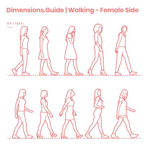 Assortment of women walking in side profile with various stances and walking positions. The average height of these females dressed in casual attire is set at 5’4” | 1.63 m. Multiple versions of detailed and outline silhouettes are available. Downloads online #design #humans #people #women Side Walk Reference, Male Walking Reference, Walking Human Drawing, Walking Profile Reference, Walking Human Figure Drawing, Male Walking Pose Drawing, Group Walking Reference, Side Walking Pose, Walking Drawing Reference Side