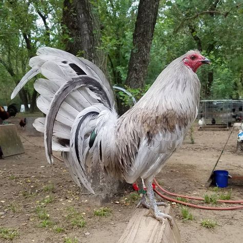 Different Breeds Of Chickens, Bantam Chicken Breeds, Rooster Breeds, Bantam Chickens, Game Fowl, Chicken Pictures, Fancy Chickens, Rooster Painting, Beautiful Chickens