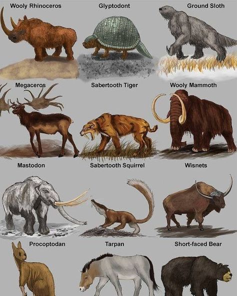 Paleozoic Era Animals, Megafauna Art, Cenozoic Era Animals, Animated Dinosaur, Cenozoic Era, Creature Anatomy, Prehistoric Animals Dinosaurs, Paleolithic Art, Prehistoric Age