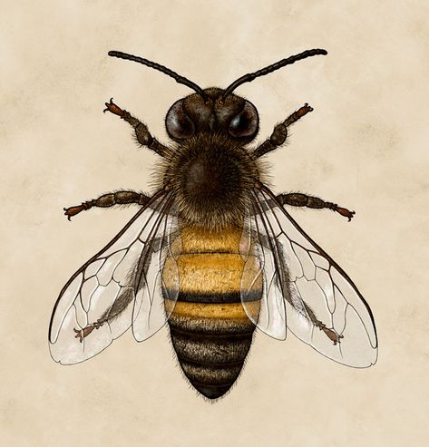 bee, honey bee, scientific illustration, biology, insect Bee Drawing, Bee Illustration, Arte Peculiar, Illustration Botanique, Bee Tattoo, Insect Art, Bee Art, Scientific Illustration, Stardew Valley