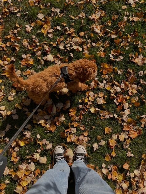 Fall, autumn, fall aesthetic, downtown girl aesthetic, cute dogs, cute puppy, converse, ivy, cavapoo, cavapoo puppy Walking Puppy Aesthetic, Dog Cuddle Aesthetic, Fall Dog Aesthetic, Boy With Dog Aesthetic, Cavapoo Aesthetic, Girl And Dog Aesthetic, Small Dog Aesthetic, Dog Person Aesthetic, Dog Girl Aesthetic