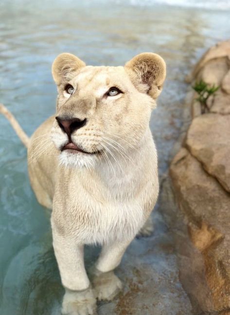 White Lioness Aesthetic, White Lion Aesthetic, Albino Lion, White Lioness, White Panther, White Lions, Lion And Lioness, Lion Wallpaper, Big Cats Art