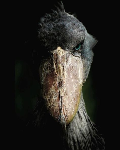 Shoebill Wallpaper, Shoebill Bird, Scary Birds, Endangered Birds, Shoebill Stork, Birds In Nature, Dinosaur Facts, Unique Birds, Scary Animals