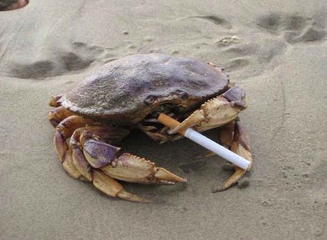 Pretty sure crab with a cigarette sums up me at the end of my mother's day double Funny Post, Im Falling, Silly Animals, Funny Animal Memes, Book Humor, Animal Memes, Funny Posts, Zodiac Sign, Crab