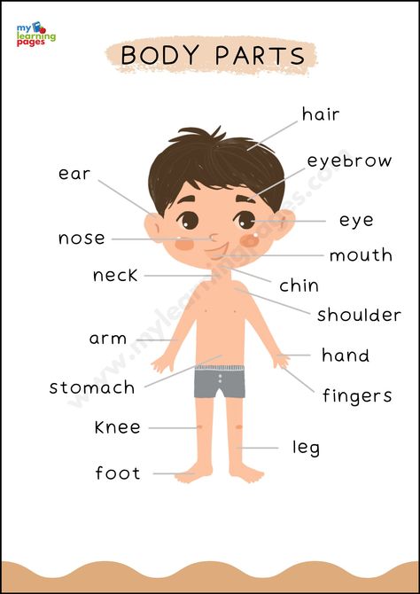 Parts of the Body Poster My Body Chart Preschool, Posters For Kindergarten Classroom, Educational Charts Free Printable, Toddler Learning Posters, Body Parts For Kids Free Printable, Kids Educational Posters, Parts Of The Body Chart, Learning Charts For Toddlers, Parts Of Body For Kids