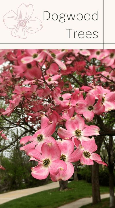 Discover everything you need to know about a variety of beautiful Dogwood trees. In the early summer, the Evergreen Dogwood produces elegant white to creamy-yellow flowers throughout its canopy. In the fall, reddish fruit that look somewhat like strawberries appear, which the birds love feasting on. #dogwood tree #white dogwood #trees #front yard #crazycatcoffee Nature, Small Dogwood Tree, Red Dogwood Tree, Pink Dogwood Tree Landscapes, Pink Flowering Dogwood Tree, Beautiful Trees For Yard, Dogwood Trees In Landscaping, Flowering Trees For Front Yard, Dogwood Tree Landscaping