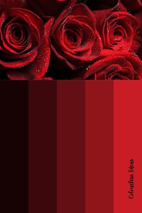 Follow for more colour palettes Red Rose Color Palette, Rose Flower Colors, Color Names Chart, Colour Pallettes, Fashion Show Design, Color Seasons, Pantone Colour Palettes, Different Shades Of Red, Red Colour Palette