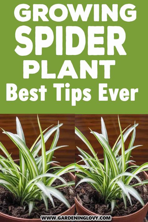 Snack Plant Care, Spider Plants Care, Spider Plant Care Indoor, Spider Plant Indoor, Inside House Plants, Garden 101, Spider Plant Care, Houseplant Ideas, Mosquitoes Remedies