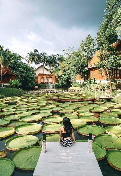 This Phuket Cafe Has A Rustic Lotus Pond For Guests To Climb Onto Floating Leaves Elephant Hotel Thailand, Phuket Picture Ideas, Ching Mai Thailand, Puckett Thailand, Things To Do In Phuket Thailand, Living In Thailand, Thailand Picture Ideas, Phuket Photo Ideas, Pukhet Thailand