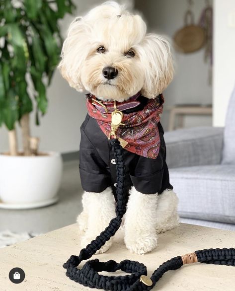 Dogs Outfits, Boy Dog Clothes, Dog Bandana Pattern, Dogs Clothes, Dog Outfits, Goat Kidding, Dog Haircuts, Cute Dog Clothes, Puppy Dress