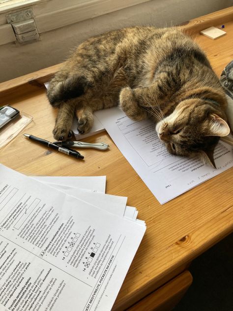 Cat Studying Aesthetic, 9-5 Job Aesthetic, Cat Manifesting, Cat Person Aesthetic, Cat Owner Aesthetic, 9 5 Job Aesthetic, Dorm Cat, Cat Lady Aesthetic, Cat Cafe Aesthetic