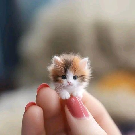 Cute Small Animals, 강아지 그림, Tiny Kitten, Image Cat, Cute Animals Puppies, Very Cute Dogs, Cute Cats Photos, Cute Animals Images, Cute Cat Gif