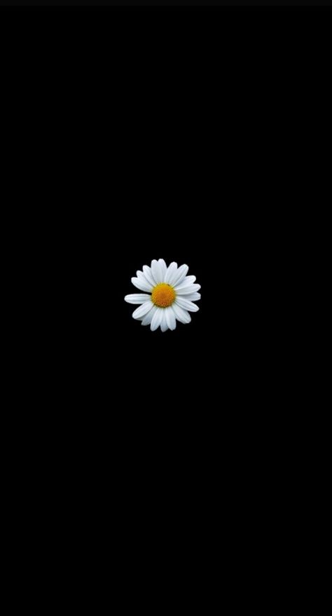 Daisy On Black Background, Daisy Flower Black Background, Flowers Black Background Photography, Lock Screen Wallpaper Flowers, Single Flower Wallpaper, Sunflower Black Background, Flowers With Black Background, Flower Emoji, Green Nature Wallpaper