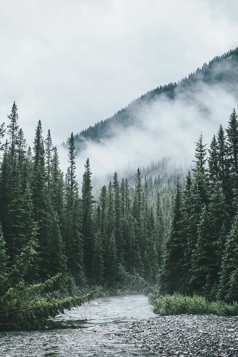 thrilled-d: - radiate love ॐ Trees Silhouette, Alam Yang Indah, Green Trees, Nature Aesthetic, Pretty Places, Nature Photos, Beautiful World, Pretty Pictures, Idaho