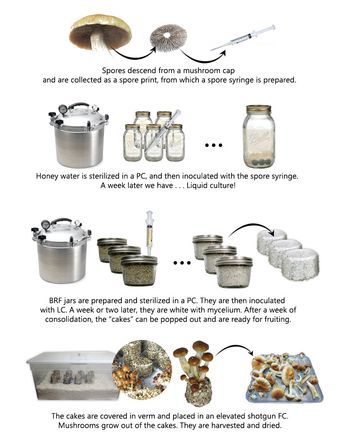 Magic Mushroom Growing, Microdose Mushrooms, Growing Mushrooms Indoors, Growing Mushrooms At Home, Mushrooms Growing, Cannibis Recipes, Mushroom Grow Kit, Mushroom Growing, Medical Herbs