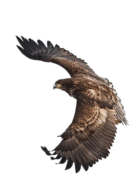 Eagle Png Hd, Eagle Png, Sea Eagle, Eagle Tattoo, Png Hd, White Tail, Birds Tattoo, String Art, Bald Eagle