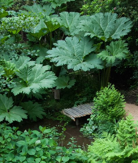 Stone Pathways Ideas Walkways, Boxwood And Hydrangea, Swamp Garden, Pathways Ideas Walkways, Perrenials For Shaded Areas, Swamp Plants, Gunnera Manicata, Perrenial Gardens Layout, Perrenial Gardens Layout Front Yards