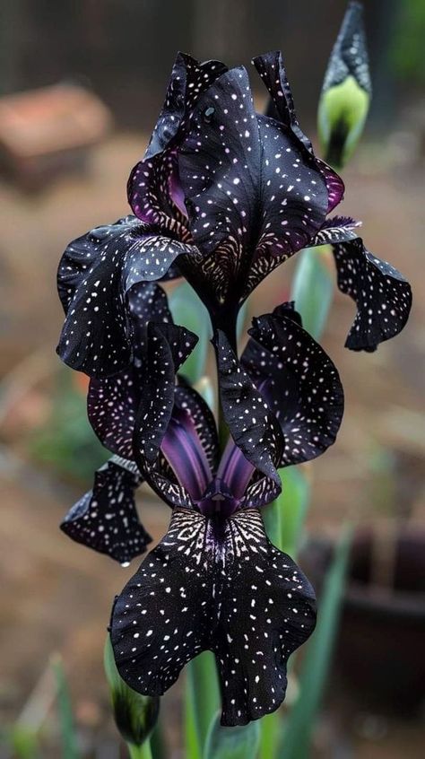 Iris Flowers Garden, Goth Garden, Strange Flowers, Gothic Garden, Iris Garden, Garden Design Ideas, Unusual Flowers, Rare Flowers, Design Garden