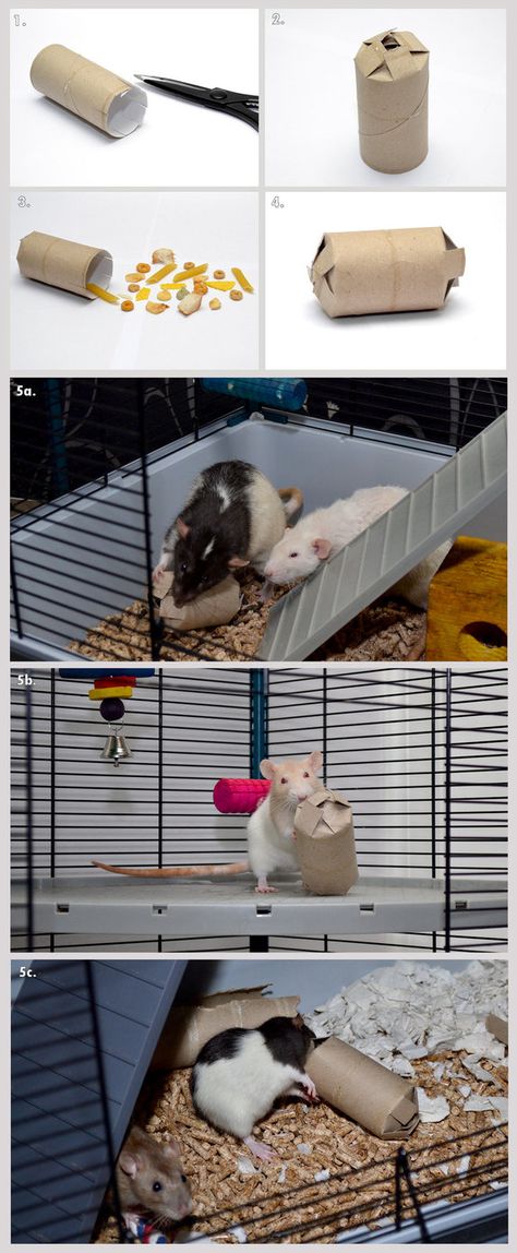 This is a little guide to making your own boredom-breaker treat box toy for your rats; I make these at random as a way to keep my ratties busy for a while. I'm sure others have thought of similar t... Diy Rat Toys, Rattus Rattus, Rat Care, Bunny Ideas, Hamster Diy, Pet Diy, Diy Bunny, Diy Pet Toys, Rat Toys