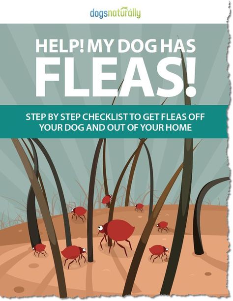 You don't have to expose your dog to toxic flea and tick meds. Here are our best home remedies for keeping fleas out of your home and off of your dog. Home Remedies For Fleas, Flea Remedies, Flea Spray, Tick Repellent, Pet Tips, Dog Care Tips, Flea And Tick, Natural Home Remedies, Dog Health