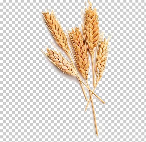 Barley Beer, Png Wallpaper, Grass Background, Beer Bread, Draft Beer, Grain Foods, Wallpaper Image, Free Sign, Color Help