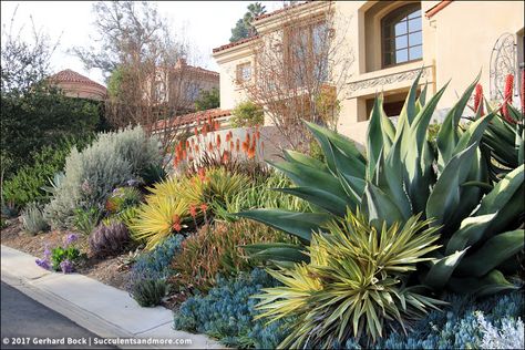 Piece of Eden truly is a slice of paradise (part 2) Mediterranean Front Yard, Drought Tolerant Shrubs, Succulent Garden Landscape, Succulent Landscape Design, Table D Hote, Succulent Landscaping, Mediterranean Plants, Mediterranean Landscaping, Mediterranean Garden