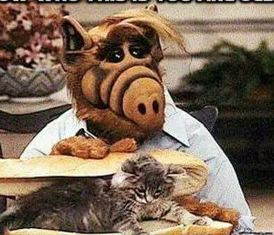 Alf making a cat sandwich Best 90s Cartoons, 80 Cartoons, Nickelodeon 90s, 90s Cartoons, Cartoon Toys, Saturday Morning Cartoons, 80s Cartoons, Fresh Memes, Old Tv Shows