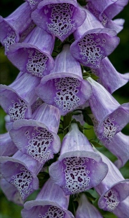 Foxglove Creepy Bugs, Foxglove Flower, The Secret Garden, All Things Purple, Naha, Delphinium, Exotic Flowers, Flower Beauty, Beautiful Blooms