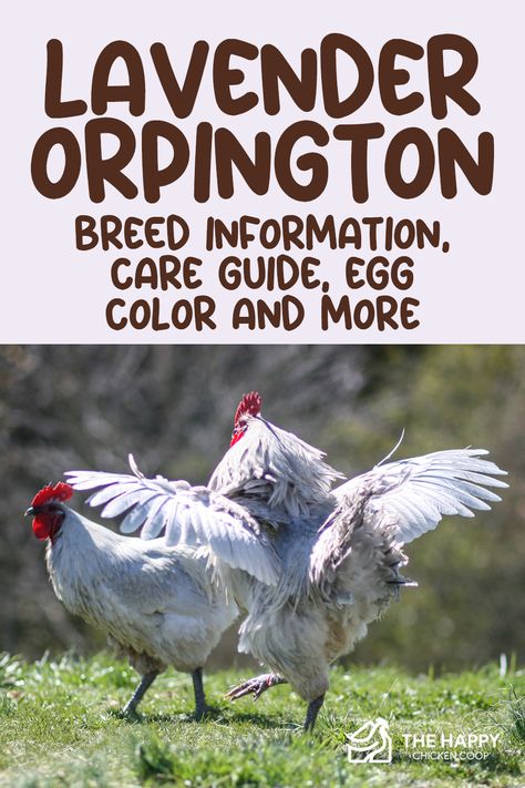 Lavender Orpington Rooster, Lavender Orpington Chickens Eggs, Lavendar Orpington Chickens, Orpington Chicken Colors, Lavendar Orpington, Chicken Genetics, Lavender Orpington Chickens, Backyard Hens, Lavender Orpington