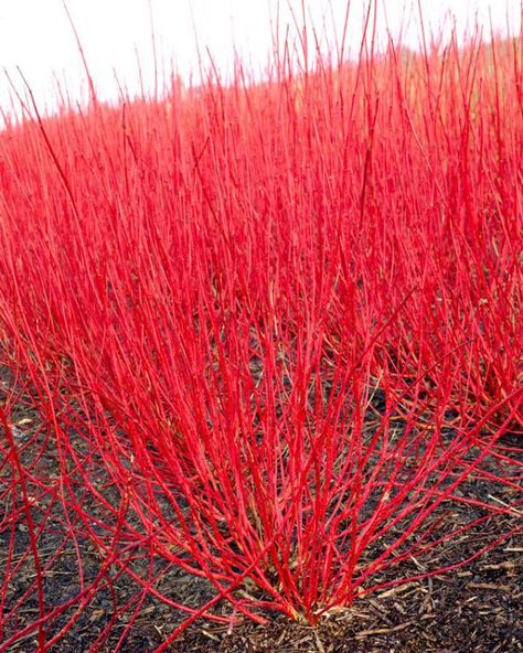 Planting Shrubs, Cornus Alba Sibirica, Dogwood Shrub, Cornus Alba, Red Dogwood, Red Twig Dogwood, Twig Dogwood, Red Plants, Ornamental Trees