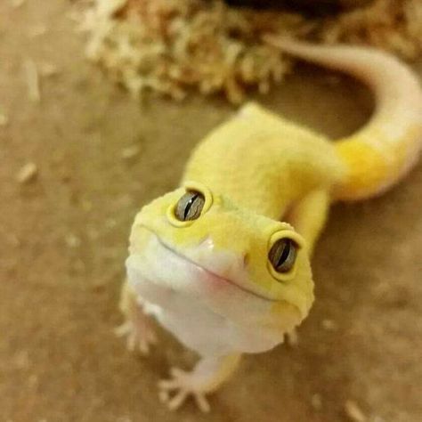 Cute Lizards, Cute Animal Character, Cute Lizard, Leopard Geckos, Cute Reptiles, Chameleons, Animal Character, Leopard Gecko, Reptiles And Amphibians