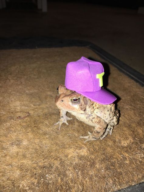 This is Mr. Toad.  Newsome told BuzzFeed News he started making the hats to cheer up a friend’s son who had lost his own pet toad “because all kids would laugh at a toad with a hat.” | A Toad Kept Visiting This Guy's Porch So He Made It Some Hats And It Made People Very Happy Hats, Purple, A Frog, Toad, Porch