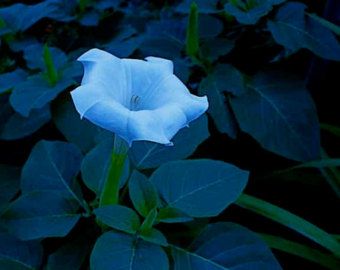 Trumpet Lily, Midnight Garden, Nothing But Flowers, Moon Garden, Moon Flower, Pretty Plants, Flowers Nature, Exotic Flowers, Flower Pictures