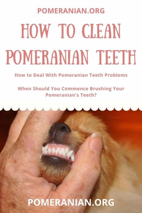 Pomeranian Haircut Foxes, Pom Squad, Teeth Problems, Pomeranian Facts, Pomeranian Haircut, Pomsky Dog, Pomeranian Dogs, Best Toothpaste, Pom Mom