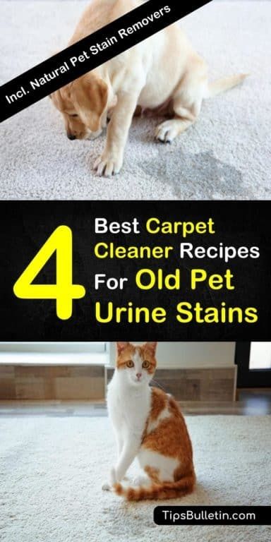 4 Best Carpet Cleaner Recipes for Old Pet Urine Stains Carpet Cleaner Solution Pet Urine, Cleaning Dog Urine From Carpet, Carpet Cleaner For Dog Urine, Pet Urine Stains Out Of Carpet, How To Neutralize Dog Urine In Carpet, Diy Pet Urine Carpet Cleaner, Dog Pee Stains Out Of Carpet, Carpet Cleaner Homemade For Machine Pets Dog Urine, How To Get Cat Urine Smell Out Of Carpet