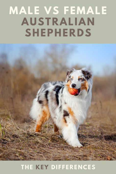 Mini Aussie Shepherd, Origami Dog, Puppy Ideas, Male Vs Female, Active Dogs, Animal Reiki, American Shepherd, Dog Commands, Aussie Shepherd