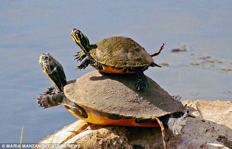 As the two gazed to the water the mother began acting out a swimming motion for the toddler to mimic Types Of Turtles, Big Turtle, Aquatic Turtles, Pet Turtle, Tortoise Turtle, Turtle Love, Cute Turtles, Baby Turtles, All About Animals