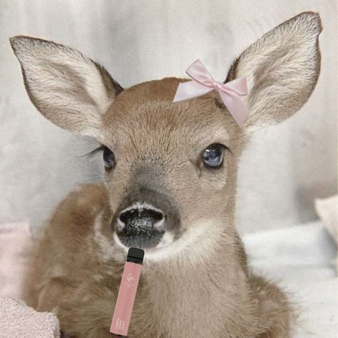 Baby Deer, Video Editor, Deer, Tools, Pink