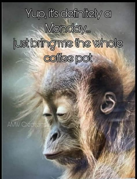 Snarky Good Morning Quotes, Sassy Morning Quotes, Oh No It’s Monday Already, Monday Again Humor, Monday Humor Hilarious, Monday Morning Quotes Humor, Monday Morning Meme, Funny Old Sayings, Funny Qotes