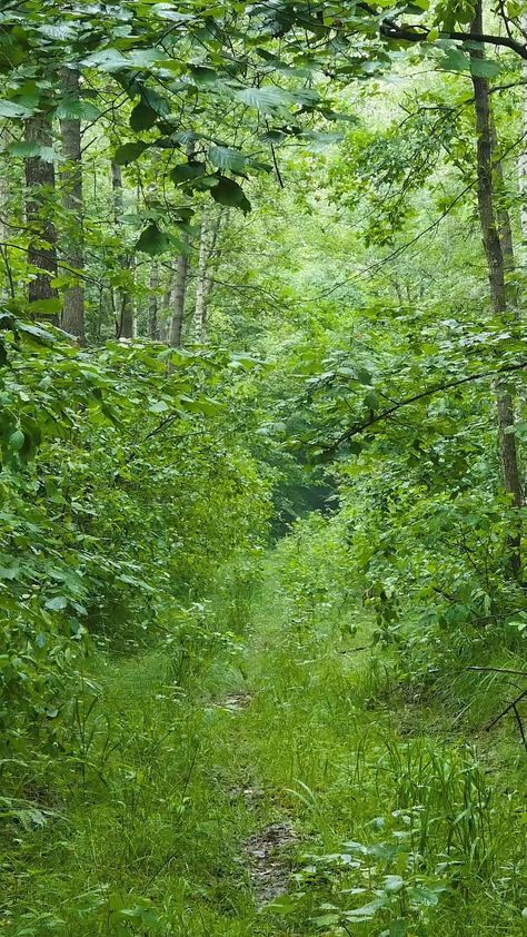 Voices of birds in the spring forest. Sounds of nature and forest https://youtu.be/JzE6sGi9M8M Hygge Summer, Piatra Neamt, Forest Sounds, Sounds Of Nature, Calming Sounds, Spring Forest, Sound Meditation, Spring Birds, Mystical Forest