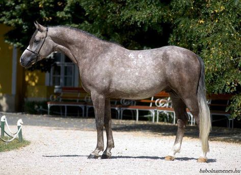 Shagya Arabian Shagya Arabian, Horse Colors, Sport Horse, Horse Coloring, Horse Breeds, Horses, Grey, Animals, Color