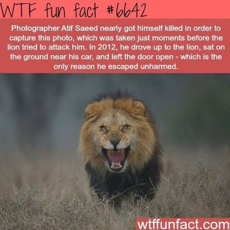 Cheezburger Image 9161847808 Lion Facts, Wow Facts, Crazy Facts, Cool Facts, Animal Facts, Random Facts, A Lion, The More You Know, Pics Art