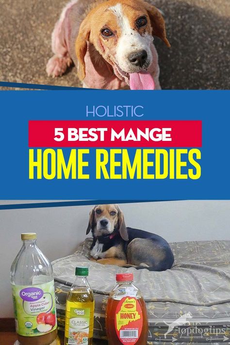 Mange In Dogs, Mites On Dogs, Dog Mange, Dog Itching Remedies, Dog Hot Spots, Meds For Dogs, Worms In Dogs, Losing Hair, Dog Remedies