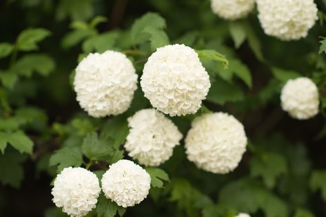 How to Care for Snowball Bushes | Hunker Ornamental Bushes, Snowball Bushes, Snowball Plant, Snowball Bush, Snowball Tree, Snowball Hydrangea, Snowball Viburnum, Garden Front Of House, Peony Bush