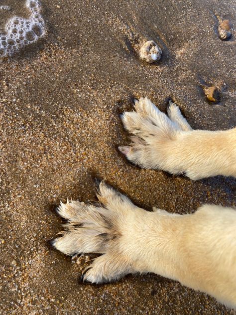 Summer Dog Aesthetic, Dog Beach Aesthetic, Beach Dog Aesthetic, Dog And Dolphin, Mood Animals, Dogs Digging Holes, Aesthetic Sand, Family Dog Photos, Puppy Photoshoot