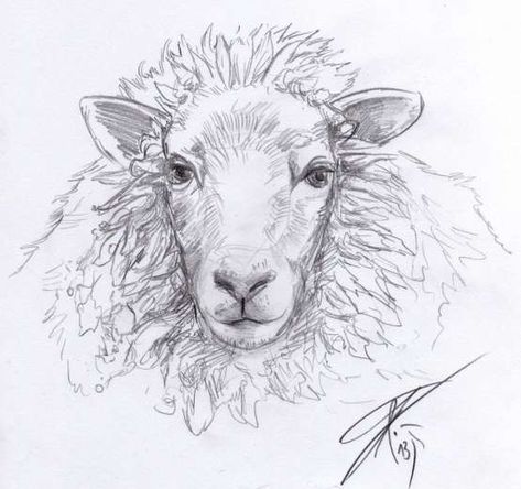 Sheep Sketch, Sheep Template, Lamb Drawing, Sketch Head, Farm Animal Paintings, Sheep Drawing, Sheep Face, Head Sketch, Sheep Paintings