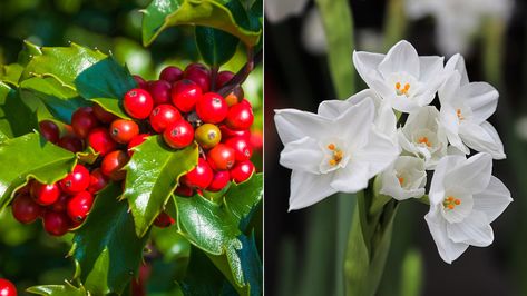 About December Birth Flowers: Holly and Narcissus | Petal Talk Garden Bulbs, December Birth Flowers, Holly And Narcissus, December Birth Flower, History Meaning, Food Gift Baskets, Soil Improvement, Month Flowers, Christmas Table Runner