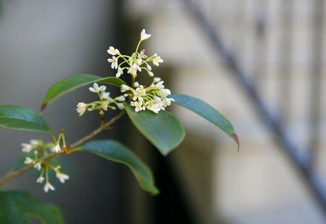 How to prune a sweet olive into a tree | Home/Garden | nola.com Sweet Olive Tree, Olive Tree Care, Tree Branch Centerpieces, Osmanthus Fragrans, Front Garden Landscape, Cool Tree Houses, Tree Pruning, Gardening Techniques, Crape Myrtle