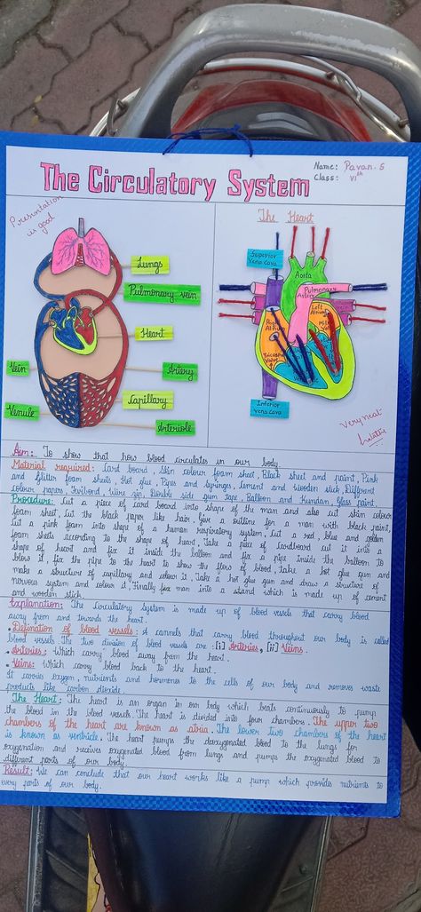 Circulatory System Projects, Subject Drawing, Biology Corner, Body Systems Project, Life Science Projects, Human Life Cycle, Science Diagrams, Medical Projects, Excretory System